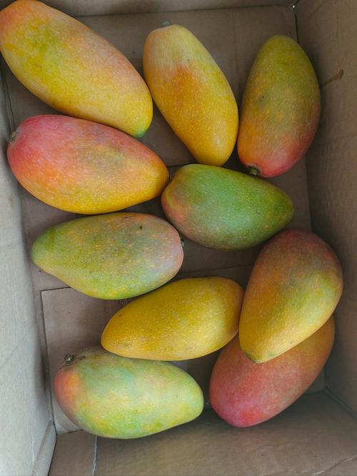 一天可以看25次的芒果视频