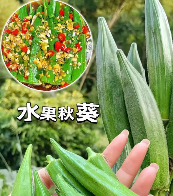 秋葵草莓丝瓜榴莲视频