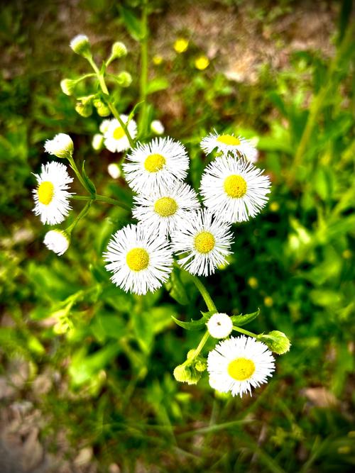 野花社区在线观看BD
