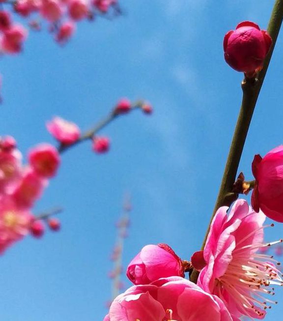 梅花视频app免费