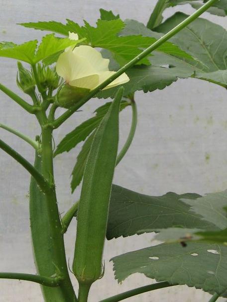 绿巨人秋葵黄瓜榴莲丝瓜香蕉色多多ios