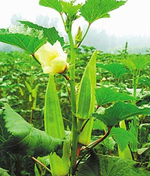 绿巨人秋葵黄瓜榴莲丝瓜香蕉色多多ios