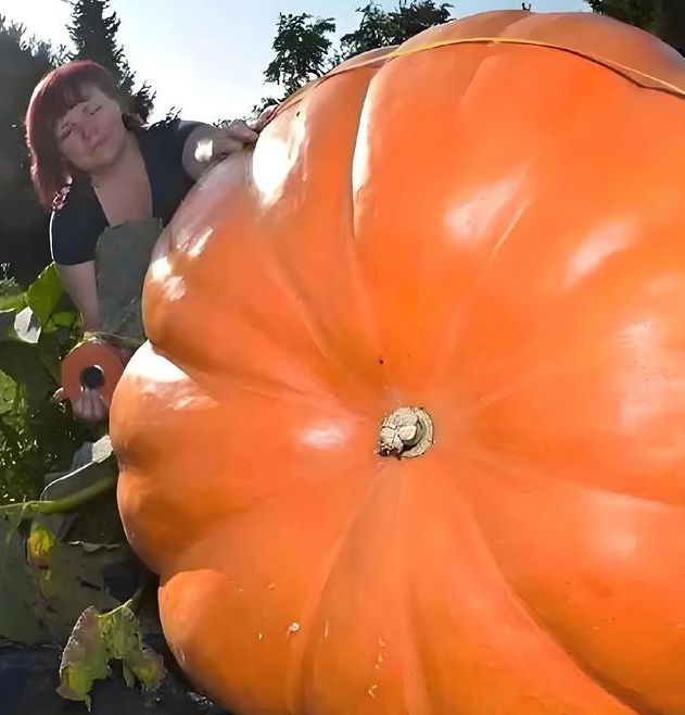 南瓜视频app免费观看