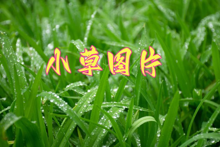 小草回家的路2021入口