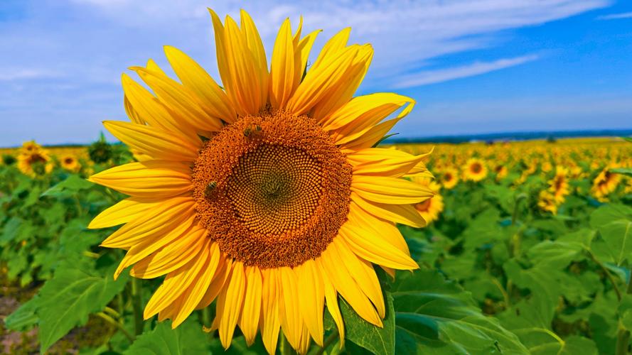 向日葵app下载汅api免费ios