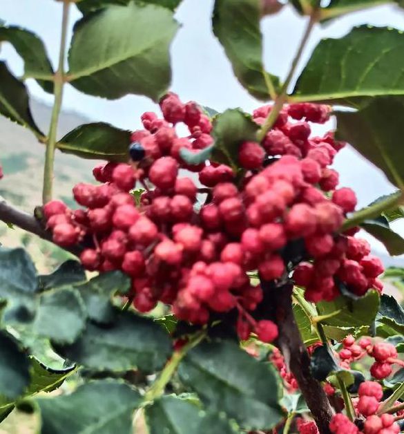 ljr55 花椒视频无限版