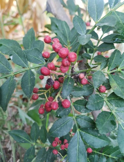 ljr55 花椒视频无限版