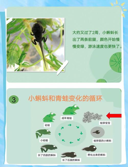 小蝌蚪香蕉黄瓜丝瓜绿巨