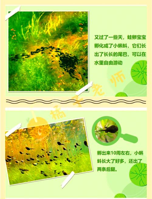 小蝌蚪香蕉黄瓜丝瓜绿巨