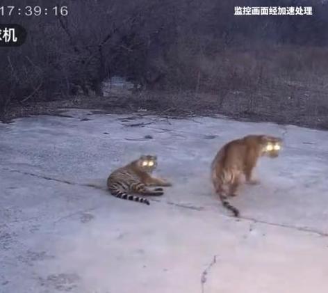 虎 虎 虎 在线观看