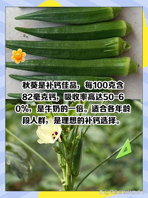 丝瓜秋葵草莓绿巨人香蕉抖音免费版