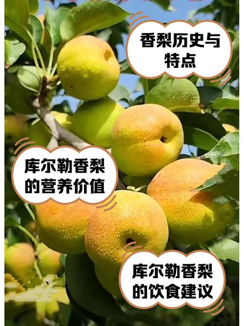 香梨视频app地址