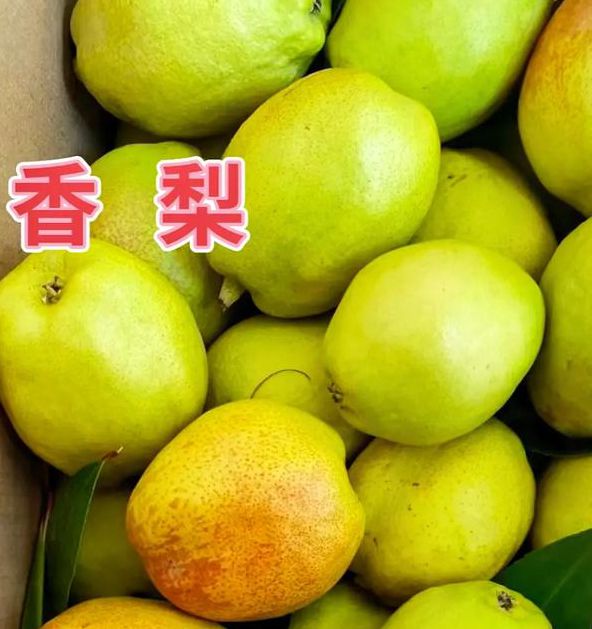 香梨视频app地址