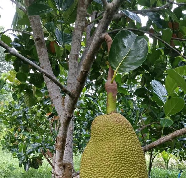 蜜芽菠萝菠萝蜜