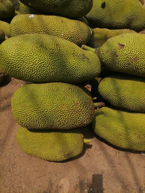 蜜芽菠萝菠萝蜜