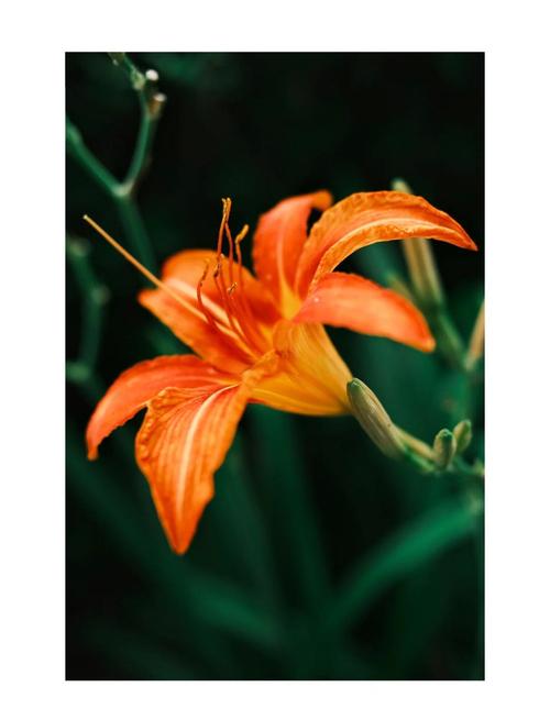 忘忧草视频1.0.8安卓版