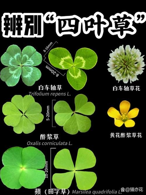 四叶草实验研究所免费观看