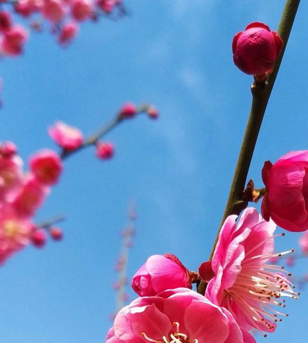 梅花视频下载汅api免费下载