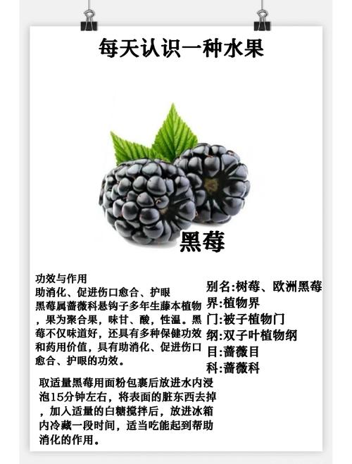 黑莓视频在线看