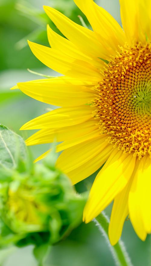 向日葵视频ios视频下载最新版