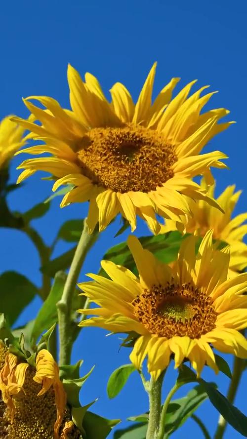 向日葵视频在线观看日本版