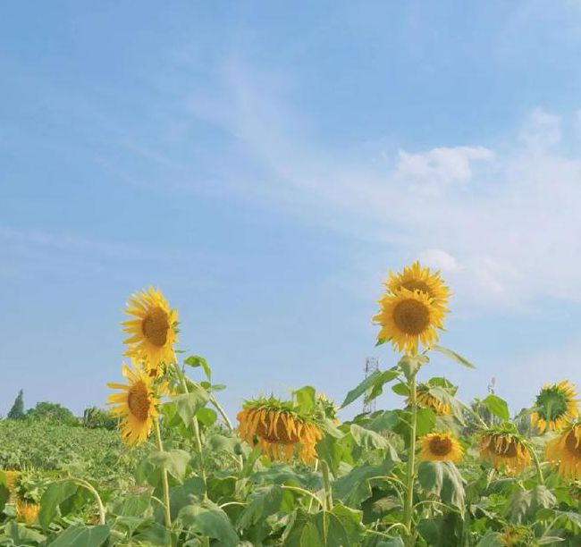 向日葵视频在线观看日本版