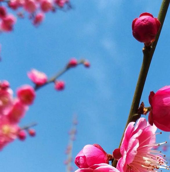 梅花视频1.5.2免费版