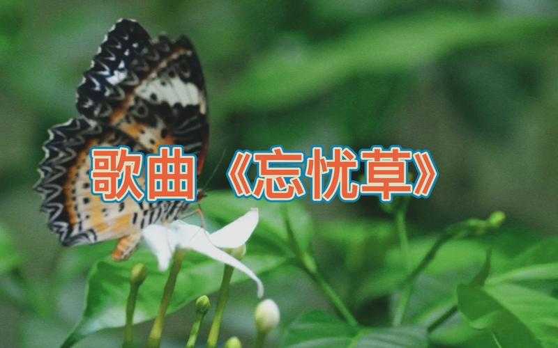 老狼二区忘忧草视频