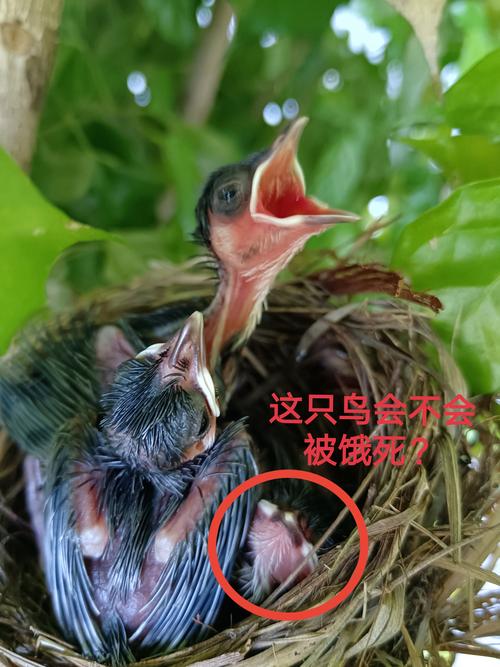 雏鸟短视频小学生