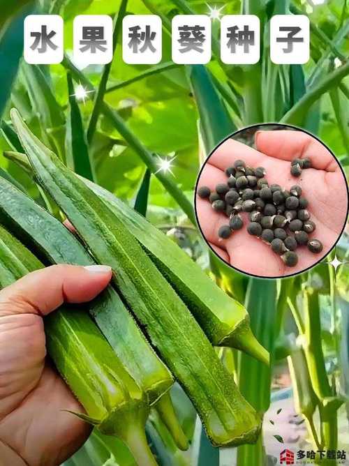 丝瓜秋葵榴莲草莓向日葵汅免费