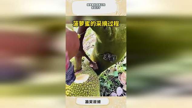 菠萝蜜菠萝蜜菠萝蜜免费视频