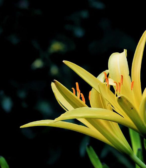 忘忧草无限制版