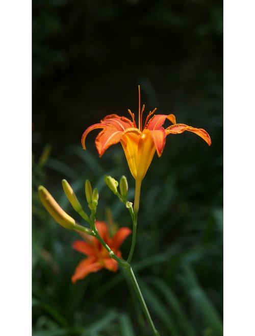 忘忧草无限制版