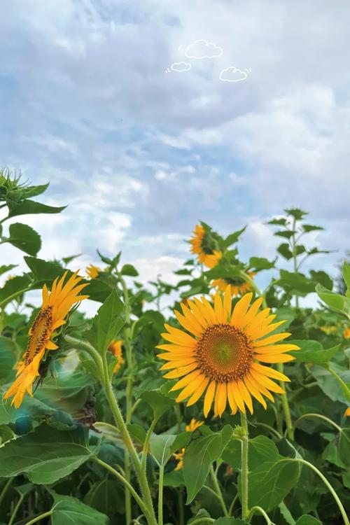 xrk1_3_0ark向日葵