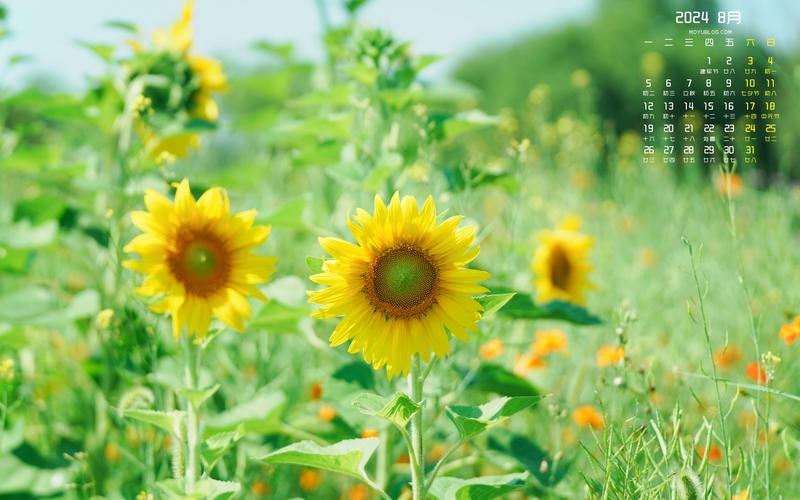 XRK1_3_0ARK向日葵无限下载