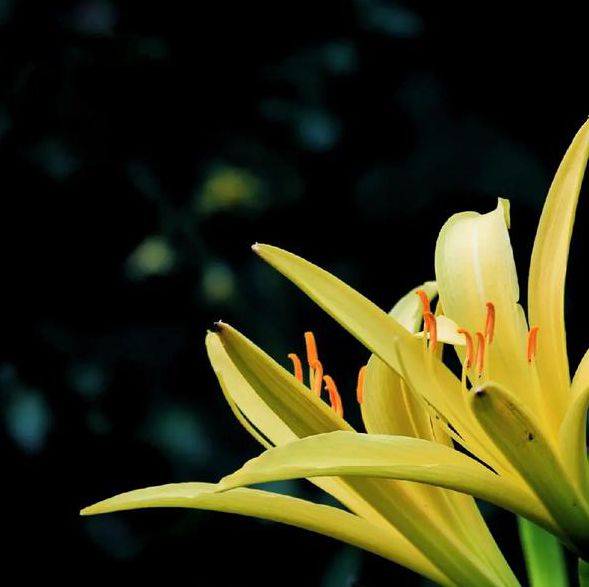 忘忧草视频资源app