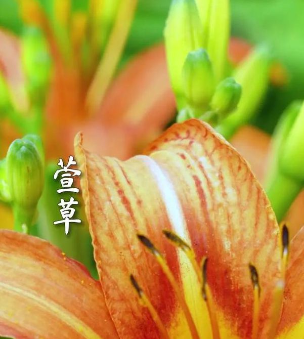 忘忧草视频资源app