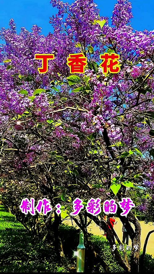 丁香花影视在线