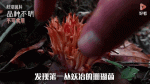 蘑菇视频(一天可以看25次)
