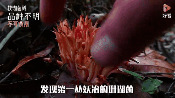 蘑菇视频(一天可以看25次)