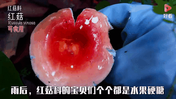 蘑菇视频(一天可以看25次)