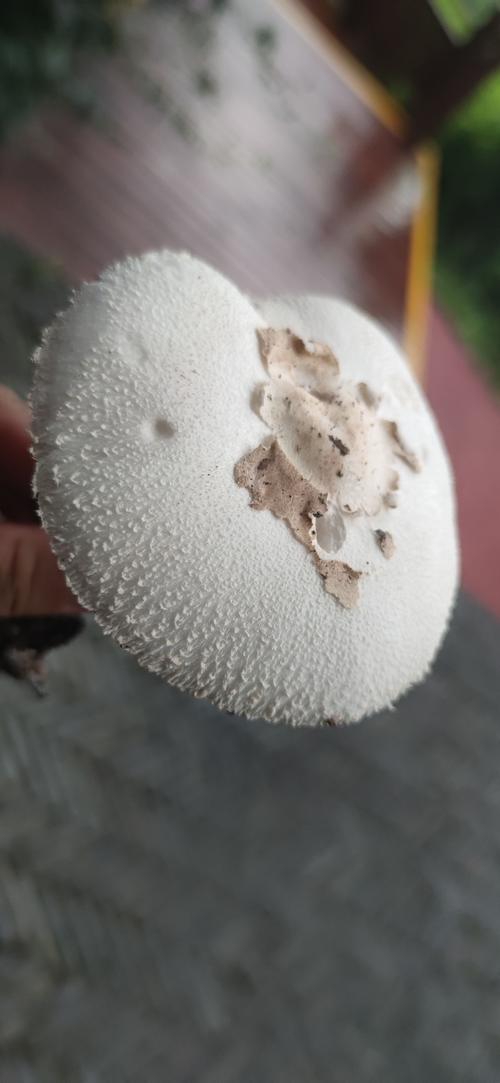 蘑菇视频(一天可以看25次)