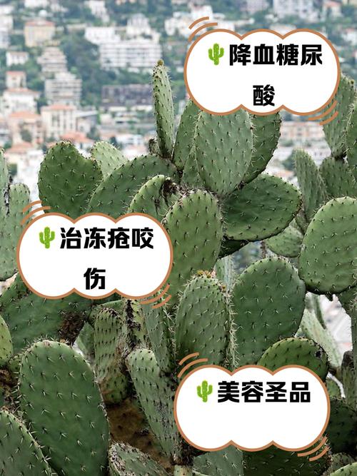 仙人掌app官网入口