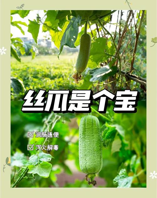 丝瓜草莓芭乐鸭脖幸福宝