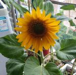 向日葵视频站长统计ios