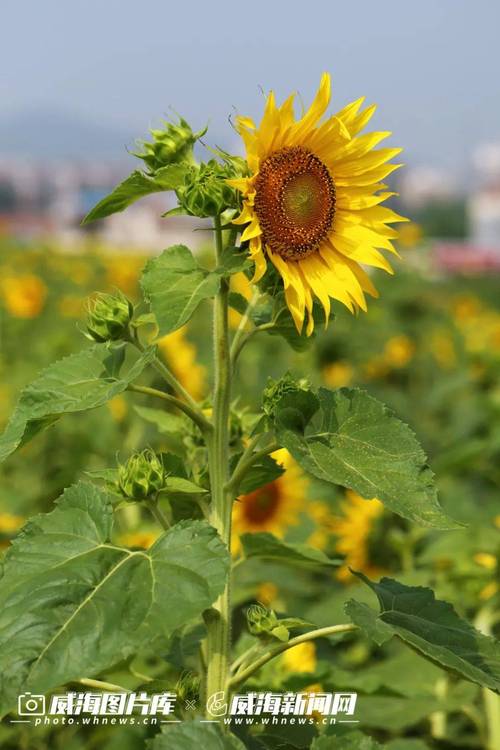 向日葵视频站长统计ios