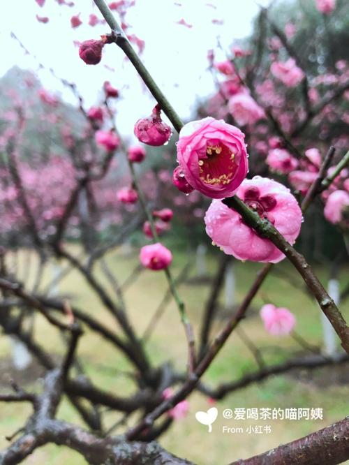 梅花视频不限次数看花钱么