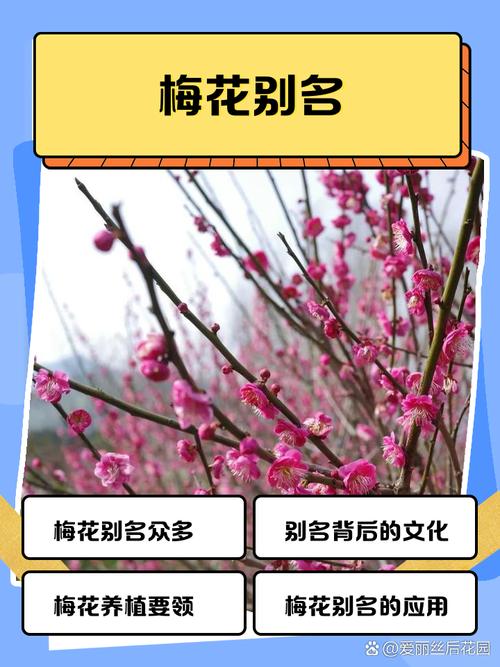 梅花视频不限次数看花钱么