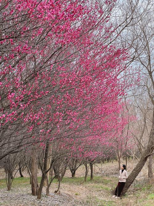 梅花视频不限次数看花钱么