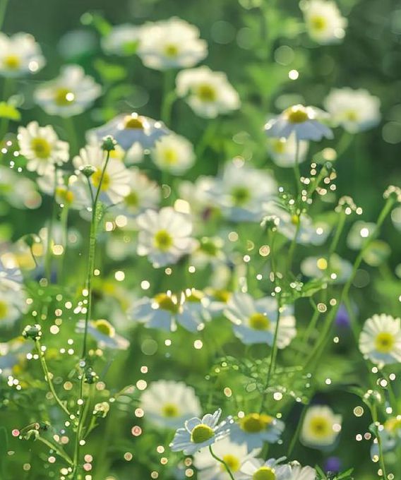 野花视频在线视频免费观看